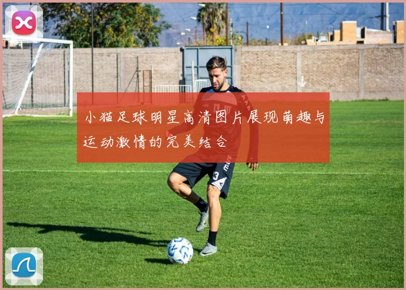 小猫足球明星高清图片展现萌趣与运动激情的完美结合